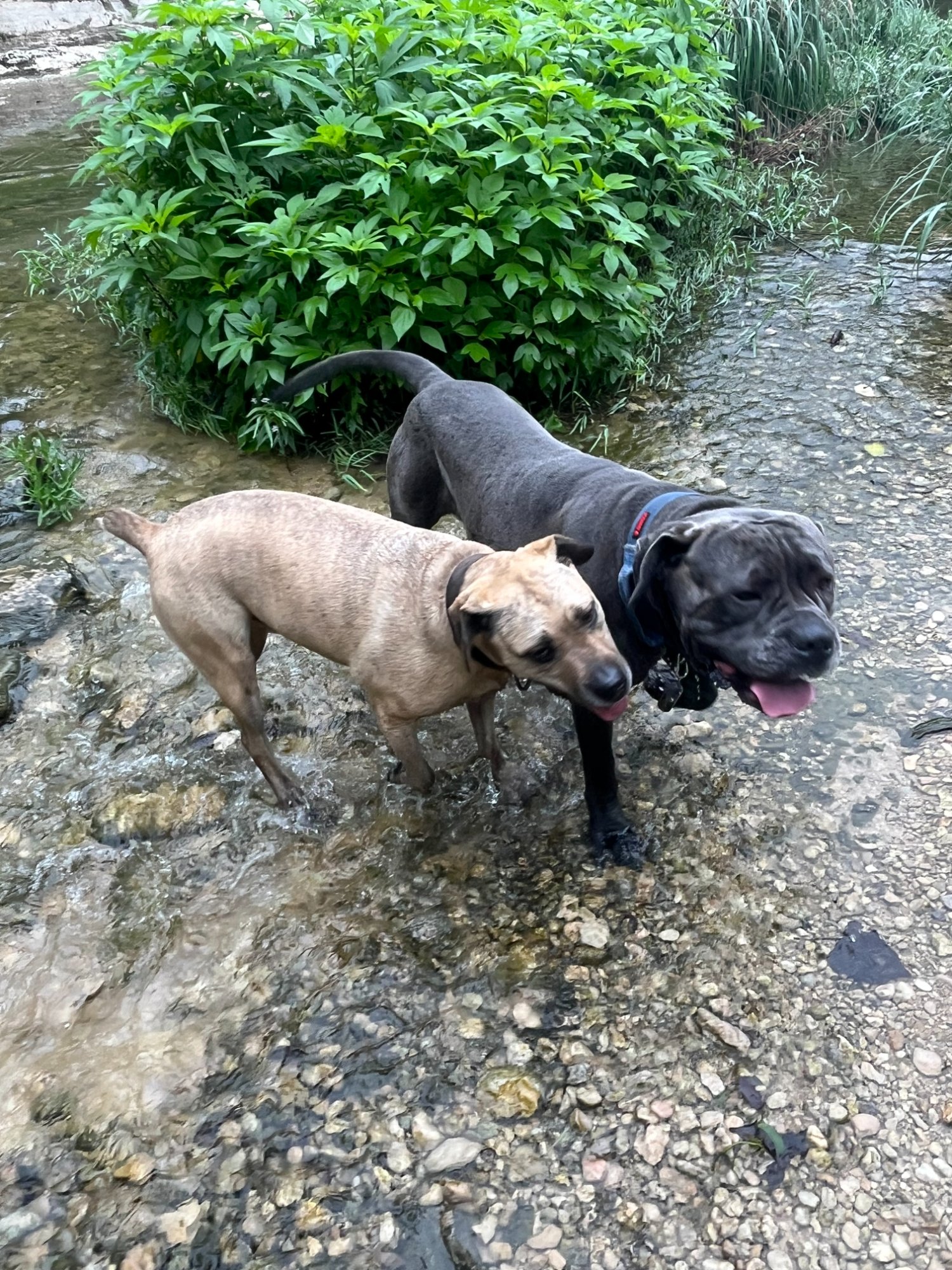 Two dogs exploring a creek