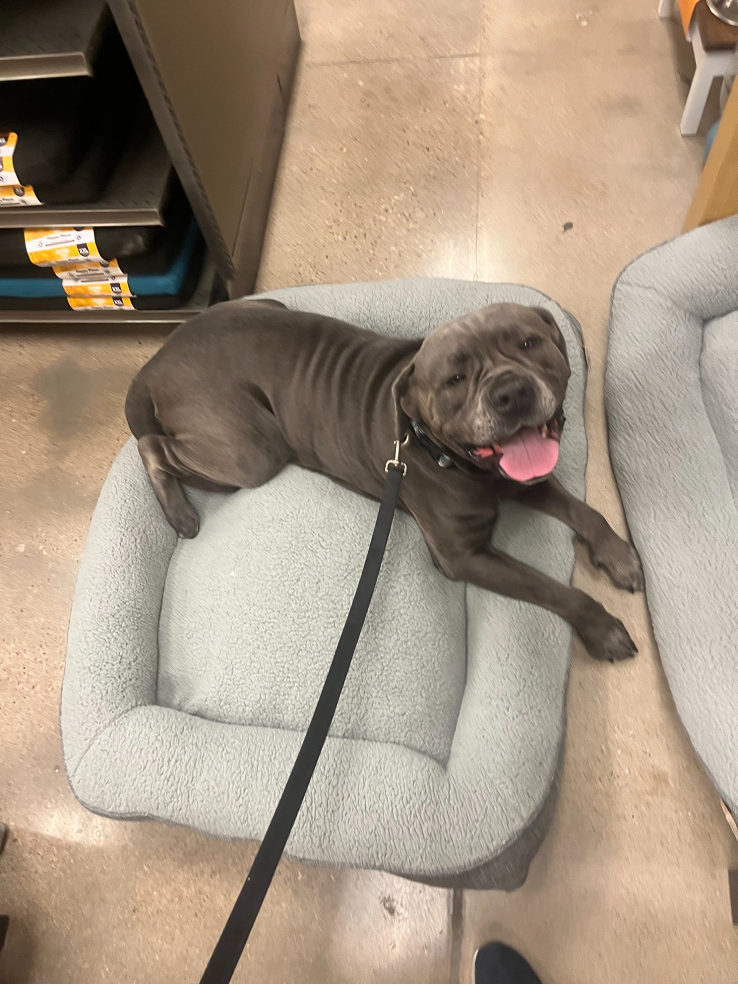 Dwight at the pet store