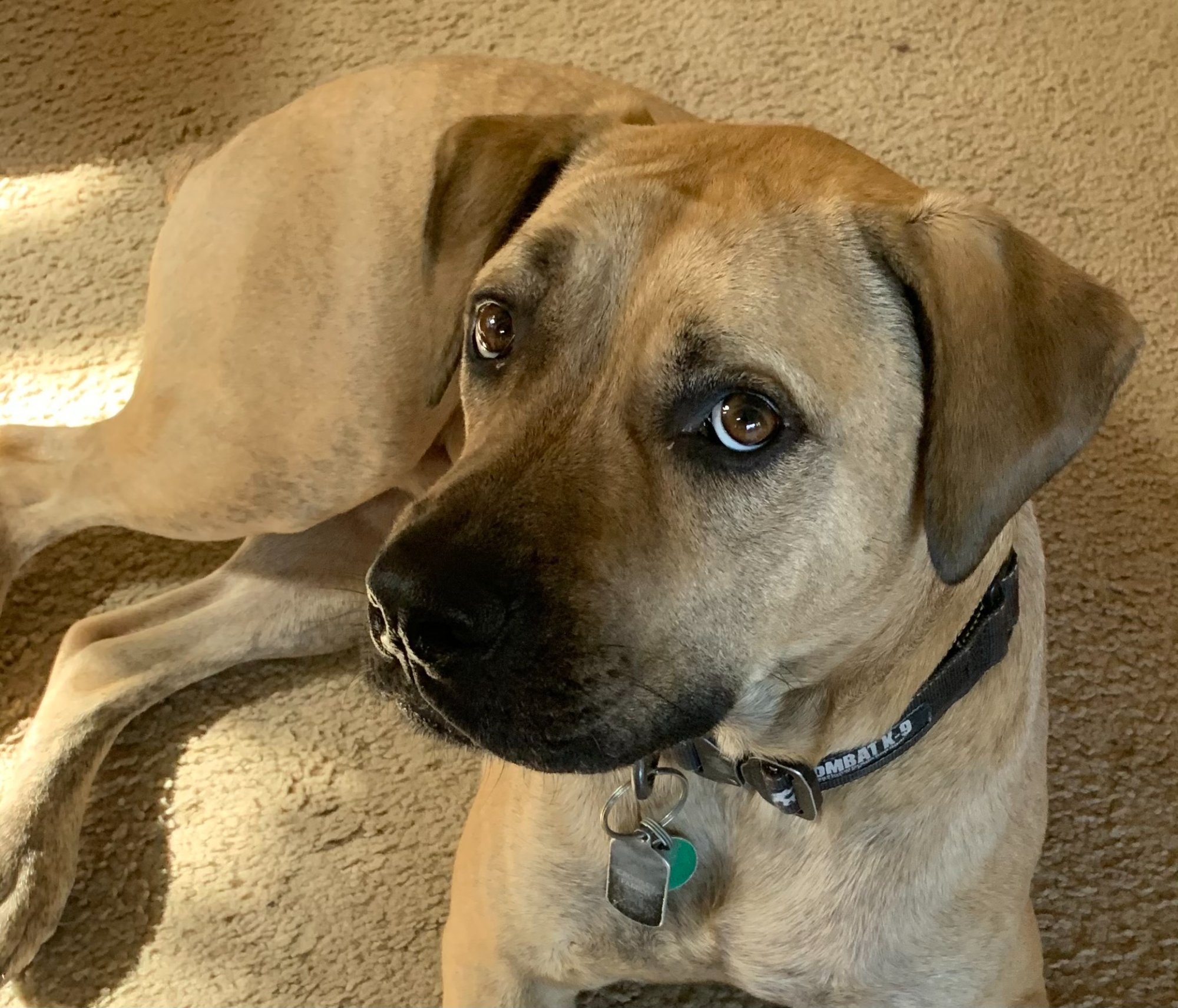 Luca the dog looking at camera